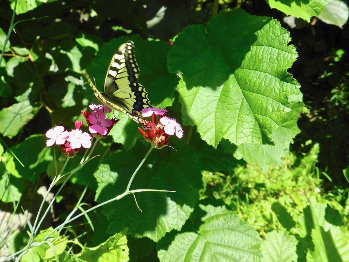 2026 wildblumenverein