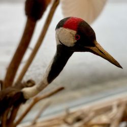 Kranich Schamanischer Ritualstab