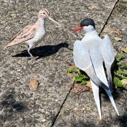 Papiermaché Vögel