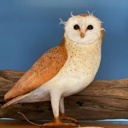 Papiermaché Schleiereule3