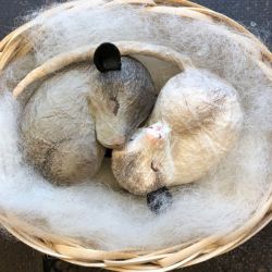 Papiermaché YinYang Opossums