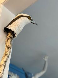 Schamanischer Ritualstab