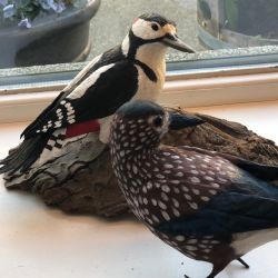 Papiermaché_Tannenhäherundspecht